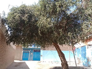 شجرة السدرة في احدى البيوت القديمة البناء