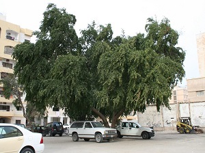 شجرة سدرة معمرة وارفة الظلال تستطل تحتها العربات 